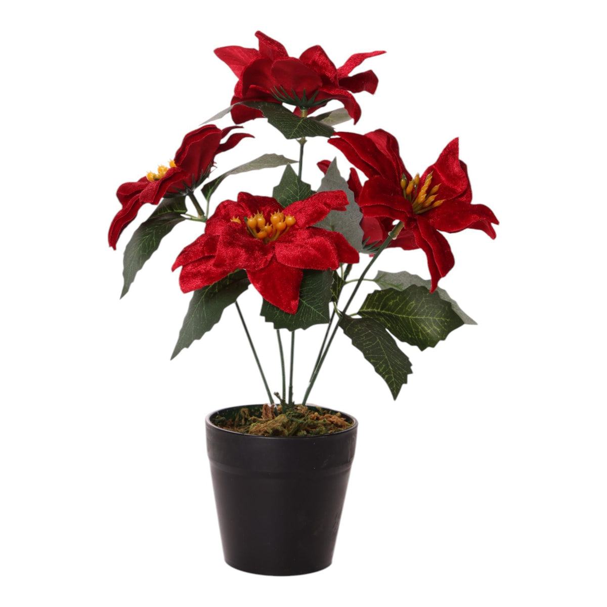 POINSETTIA C/POTE X27CM