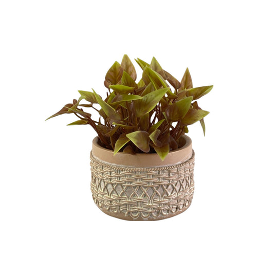 PLANTA C/POTE 11X11X15CM