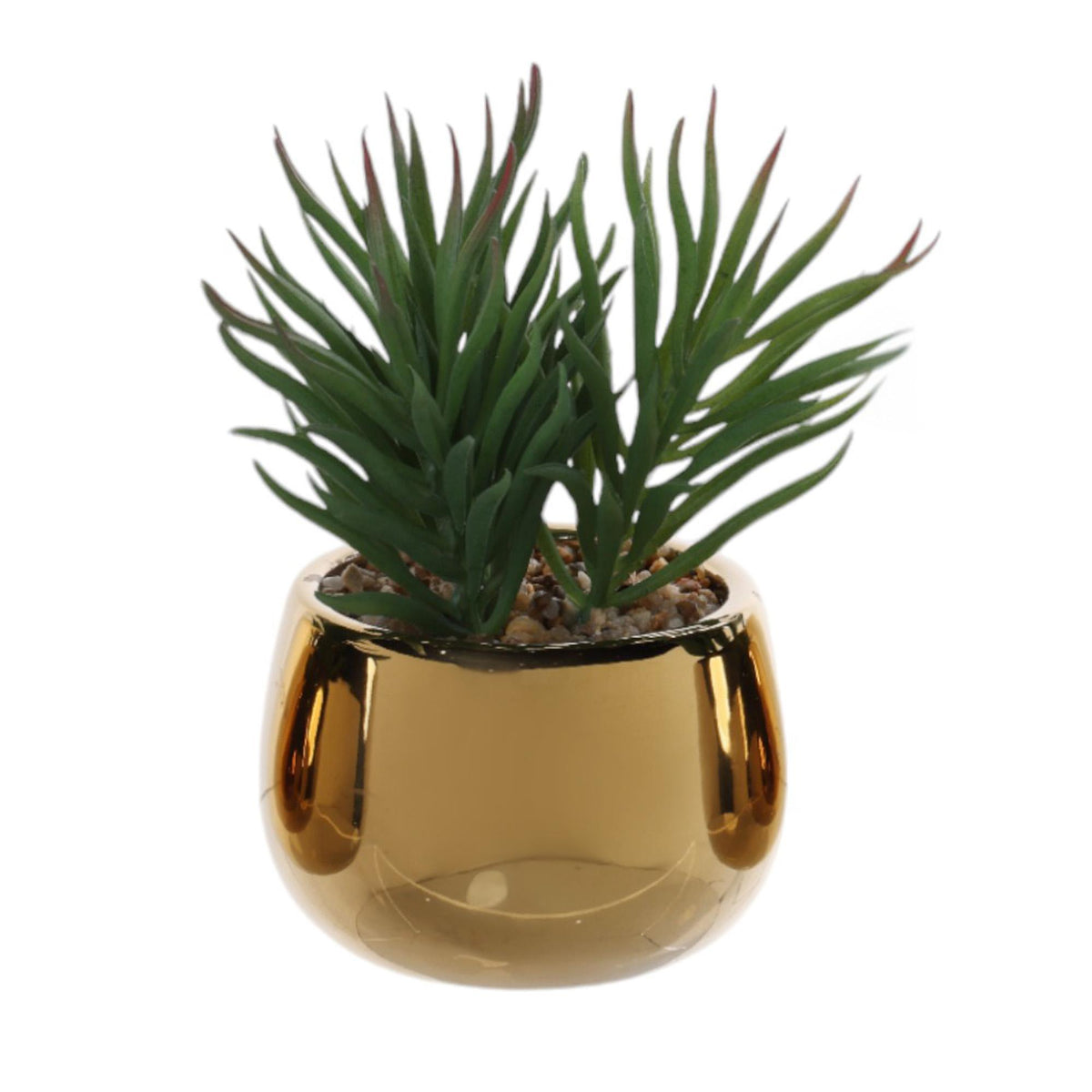 ALOE C/POTE 10X10X12CM