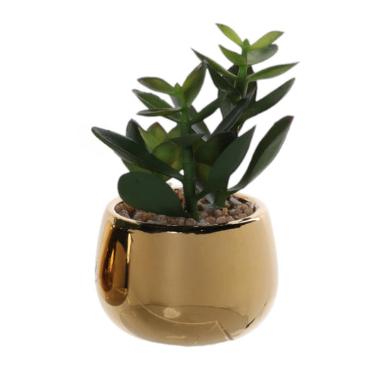 ALOE C/POTE 10X10X13CM