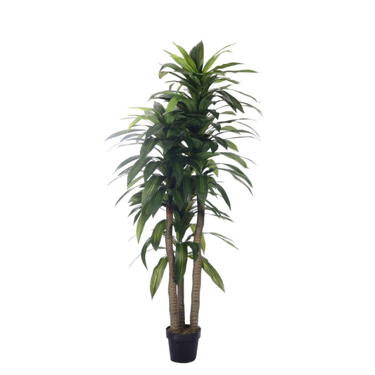 DRACAENA C/POTE 40X40X170CM